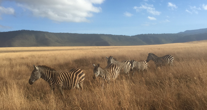 fileadmin/user_upload/webseiten_daten/touren/Reise-Reportagen/Afrika_Reise_2015_Teil2/12_Zebras.jpg
