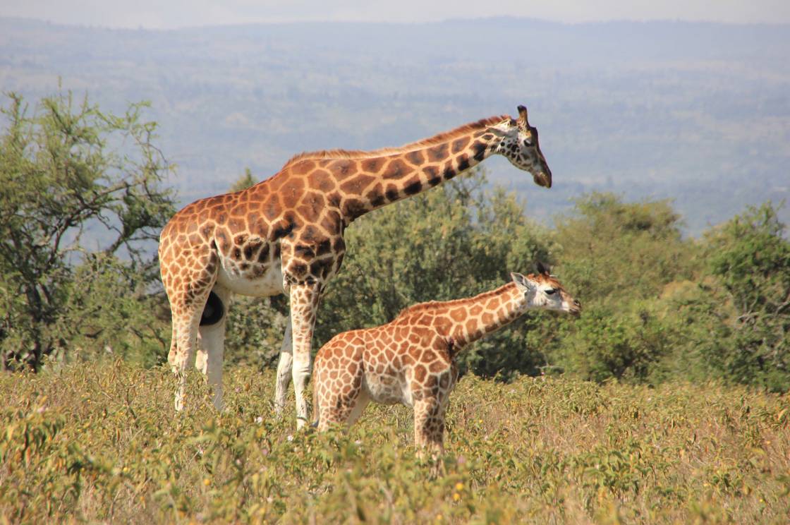 nakuru-park-040