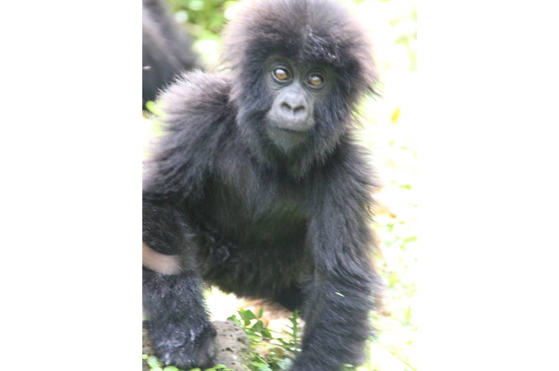 gorillas-musanze-148