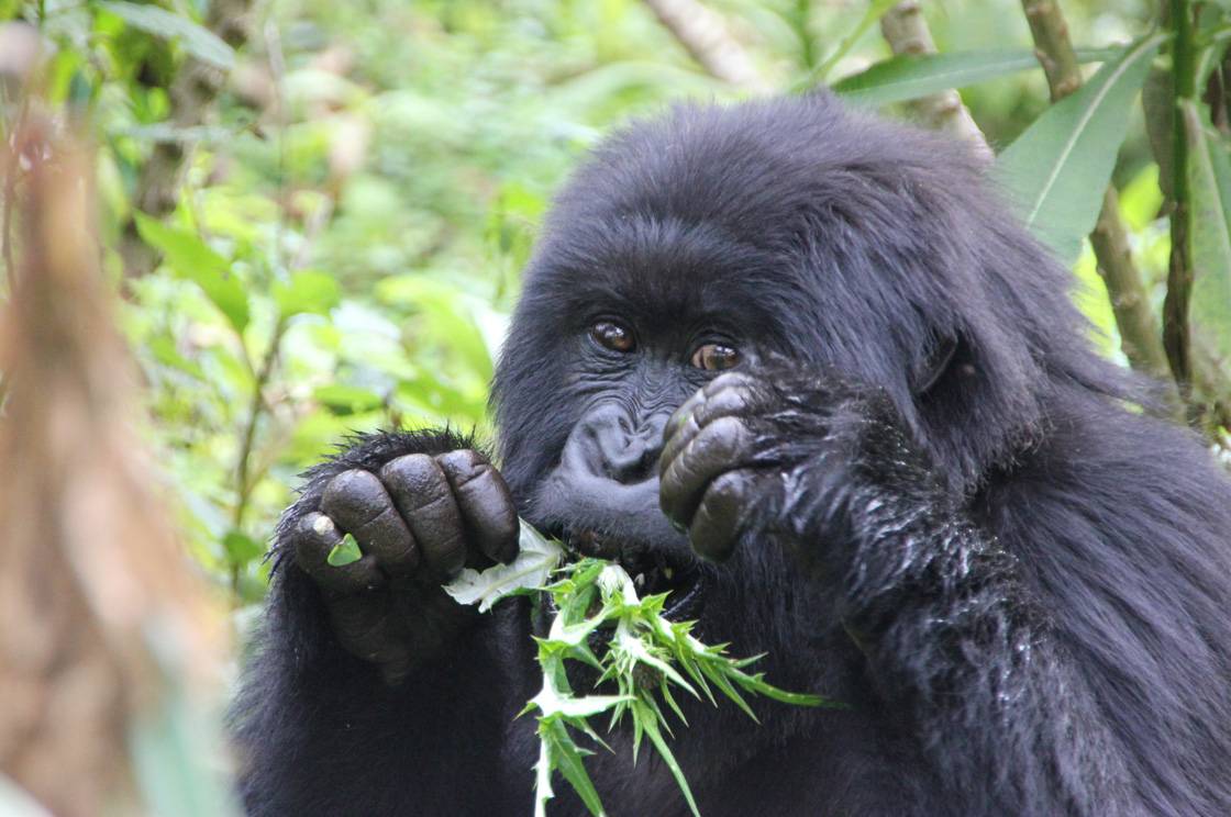 gorillas-musanze-160