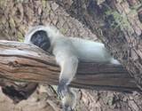 meru-nationalpark-101