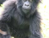 gorillas-musanze-148