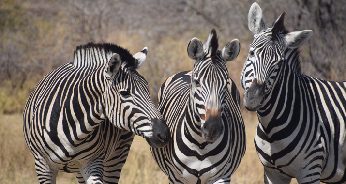 fileadmin/user_upload/webseiten_daten/touren/Reise-Reportagen/Afrika_Reise_2015/07_Zebras.jpg