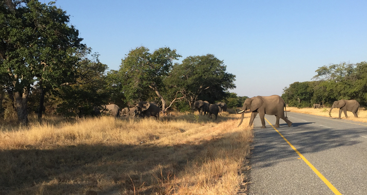 fileadmin/user_upload/webseiten_daten/touren/Reise-Reportagen/Afrika_Reise_2015/11_Elefanten.jpg