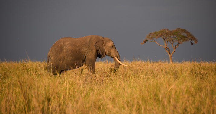 fileadmin/user_upload/webseiten_daten/touren/Reise-Reportagen/Afrika_Reise_2015_Teil2/13_Elefant.jpg