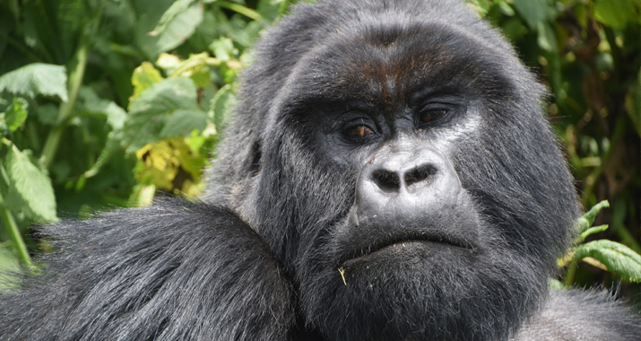 fileadmin/user_upload/webseiten_daten/touren/Reise-Reportagen/Afrika_Reise_2015_Teil2/17_Gorilla.jpg