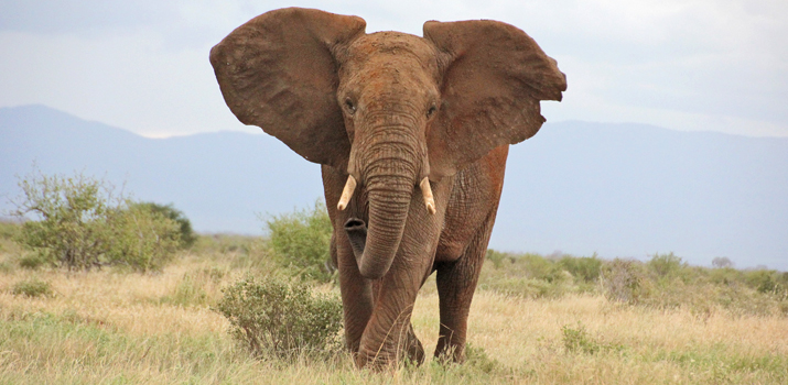 fileadmin/user_upload/webseiten_daten/touren/Reise-Reportagen/Kenia_2014/Elefant.jpg