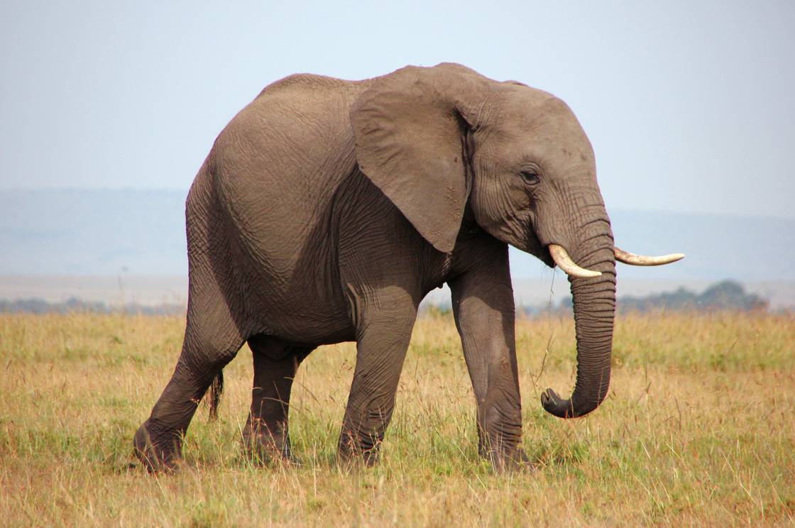 masai-mara-gebiet-endet-bei-moijo-033